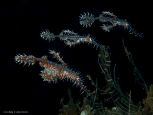 Ornate Ghost Pipefish, Lembeh by Doug Anderson 